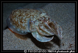 A lunch (whit a crab) of a cuttlefish. Attention to the c... by Ferdinando Meli 
